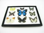 Wunderschöne Schmetterlingssammlung im Bilderrahmen mit 9 echten Schmetterlingen - A-09-ulysses-06 – Bild 6