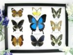 Wunderschöne Schmetterlingssammlung im Bilderrahmen mit 9 echten Schmetterlingen - A-09-ulysses-07
