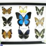 Wunderschöne Schmetterlingssammlung im Bilderrahmen mit 9 echten Schmetterlingen - A-09-ulysses-07