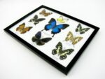 Wunderschöne Schmetterlingssammlung im Bilderrahmen mit 9 echten Schmetterlingen - A-09-ulysses-07 – Bild 7
