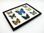 Wunderschöne Schmetterlingssammlung im Bilderrahmen mit 9 echten Schmetterlingen - A-09-ulysses-07 – Bild 8