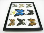 Wunderschöne Schmetterlingssammlung im Bilderrahmen mit 9 echten Schmetterlingen - A-09-ulysses-07 – Bild 9