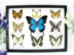 Wunderschöne Schmetterlingssammlung im Bilderrahmen mit 9 echten Schmetterlingen - A-09-ulysses-08