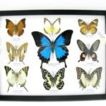 Wunderschöne Schmetterlingssammlung im Bilderrahmen mit 9 echten Schmetterlingen - A-09-ulysses-08