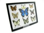 Wunderschöne Schmetterlingssammlung im Bilderrahmen mit 9 echten Schmetterlingen - A-09-ulysses-08 – Bild 2