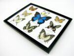 Wunderschöne Schmetterlingssammlung im Bilderrahmen mit 9 echten Schmetterlingen - A-09-ulysses-08 – Bild 7