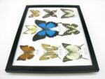 Wunderschöne Schmetterlingssammlung im Bilderrahmen mit 9 echten Schmetterlingen - A-09-ulysses-08 – Bild 9
