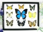 Wunderschöne Schmetterlingssammlung im Bilderrahmen mit 9 echten Schmetterlingen - A-09-ulysses-09