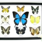 Wunderschöne Schmetterlingssammlung im Bilderrahmen mit 9 echten Schmetterlingen - A-09-ulysses-09