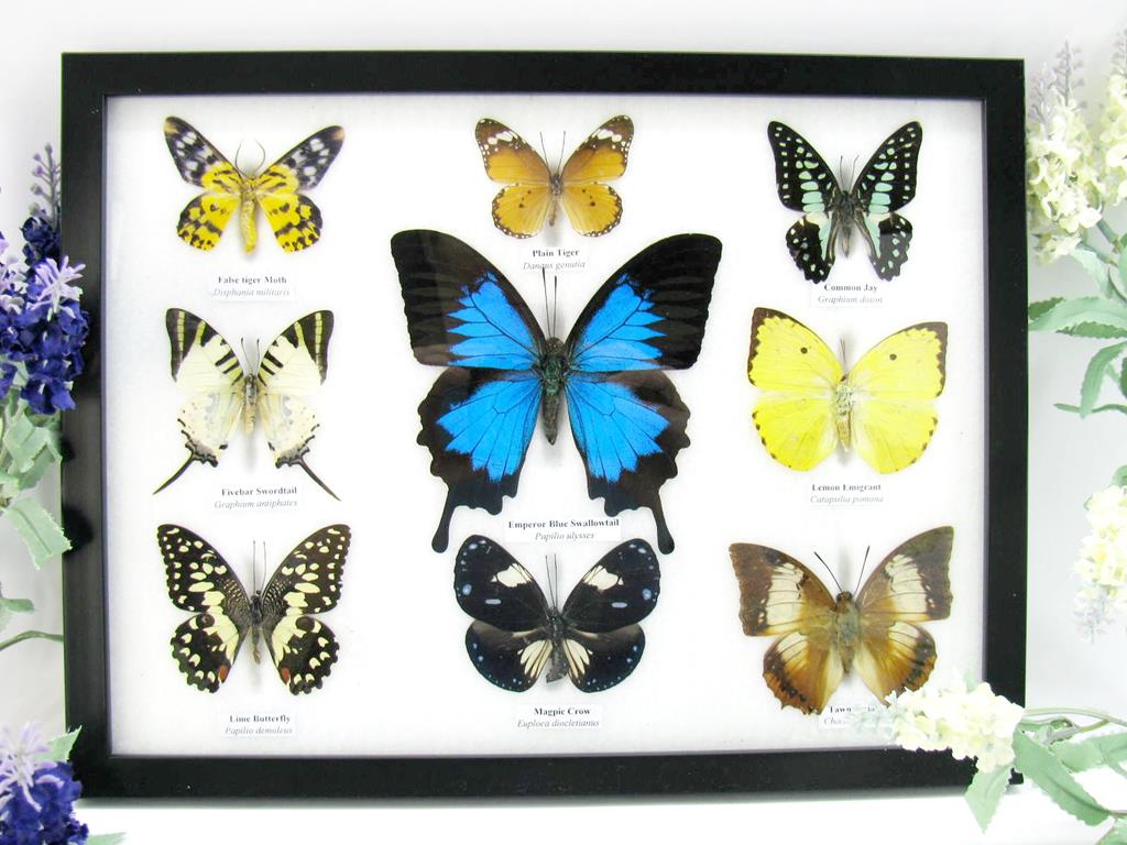 9 echte tote präparierte Schmetterlinge als Sammlung A-ulysses-09-b