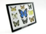 Wunderschöne Schmetterlingssammlung im Bilderrahmen mit 9 echten Schmetterlingen - A-09-ulysses-09 – Bild 2
