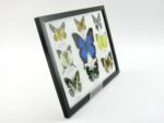 Wunderschöne Schmetterlingssammlung im Bilderrahmen mit 9 echten Schmetterlingen - A-09-ulysses-09 – Bild 3