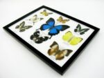 Wunderschöne Schmetterlingssammlung im Bilderrahmen mit 9 echten Schmetterlingen - A-09-ulysses-09 – Bild 7