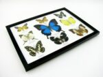 Wunderschöne Schmetterlingssammlung im Bilderrahmen mit 9 echten Schmetterlingen - A-09-ulysses-09 – Bild 8