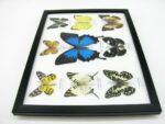 Wunderschöne Schmetterlingssammlung im Bilderrahmen mit 9 echten Schmetterlingen - A-09-ulysses-09 – Bild 9