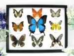 Wunderschöne Schmetterlingssammlung im Bilderrahmen mit 9 echten Schmetterlingen - A-09-ulysses-10
