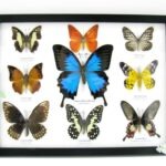 Wunderschöne Schmetterlingssammlung im Bilderrahmen mit 9 echten Schmetterlingen - A-09-ulysses-10