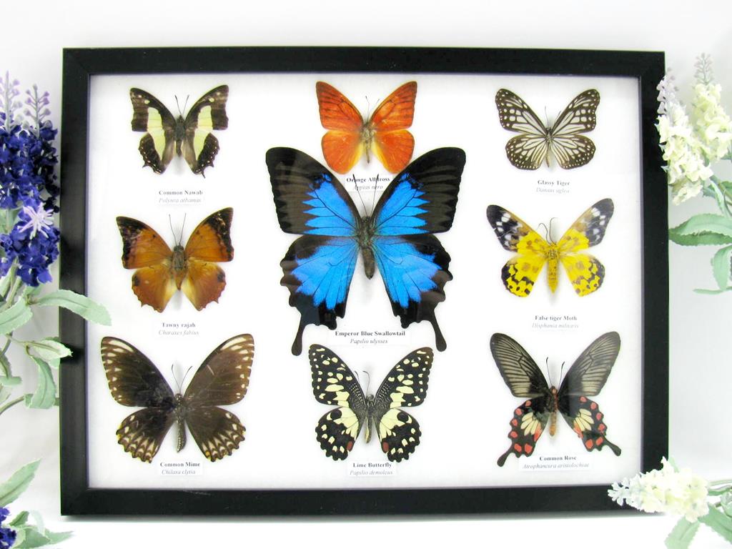 9 echte tote präparierte Schmetterlinge als Sammlung A-ulysses-10-b