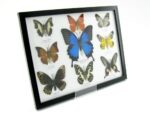 Wunderschöne Schmetterlingssammlung im Bilderrahmen mit 9 echten Schmetterlingen - A-09-ulysses-10 – Bild 2