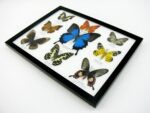 Wunderschöne Schmetterlingssammlung im Bilderrahmen mit 9 echten Schmetterlingen - A-09-ulysses-10 – Bild 7