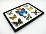 Wunderschöne Schmetterlingssammlung im Bilderrahmen mit 9 echten Schmetterlingen - A-09-ulysses-10 – Bild 8