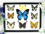 Wunderschöne Schmetterlingssammlung im Bilderrahmen mit 9 echten Schmetterlingen - A-09-ulysses-12