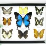 Wunderschöne Schmetterlingssammlung im Bilderrahmen mit 9 echten Schmetterlingen - A-09-ulysses-12