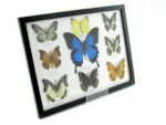 Wunderschöne Schmetterlingssammlung im Bilderrahmen mit 9 echten Schmetterlingen - A-09-ulysses-12 – Bild 2