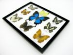 Wunderschöne Schmetterlingssammlung im Bilderrahmen mit 9 echten Schmetterlingen - A-09-ulysses-12 – Bild 7