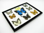 Wunderschöne Schmetterlingssammlung im Bilderrahmen mit 9 echten Schmetterlingen - A-09-ulysses-12 – Bild 8