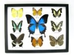 Wunderschöne Schmetterlingssammlung im Bilderrahmen mit 9 echten Schmetterlingen - A-09-ulysses-13 – Bild 12