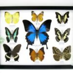 Wunderschöne Schmetterlingssammlung im Bilderrahmen mit 9 echten Schmetterlingen - A-09-ulysses-13