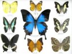Wunderschöne Schmetterlingssammlung im Bilderrahmen mit 9 echten Schmetterlingen - A-09-ulysses-13 – Bild 4