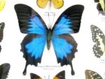 Wunderschöne Schmetterlingssammlung im Bilderrahmen mit 9 echten Schmetterlingen - A-09-ulysses-13 – Bild 5