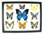 Wunderschöne Schmetterlingssammlung im Bilderrahmen mit 9 echten Schmetterlingen - A-09-ulysses-14 – Bild 12