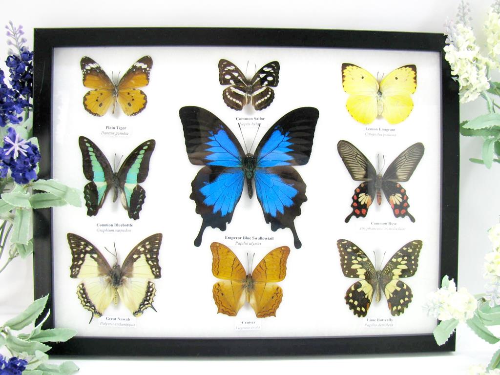 9 echte tote präparierte Schmetterlinge als Sammlung A-ulysses-14-b