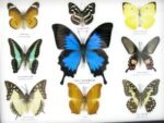 Wunderschöne Schmetterlingssammlung im Bilderrahmen mit 9 echten Schmetterlingen - A-09-ulysses-14 – Bild 4