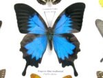 Wunderschöne Schmetterlingssammlung im Bilderrahmen mit 9 echten Schmetterlingen - A-09-ulysses-14 – Bild 5