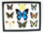 Wunderschöne Schmetterlingssammlung im Bilderrahmen mit 9 echten Schmetterlingen - A-09-ulysses-15 – Bild 12