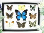 Wunderschöne Schmetterlingssammlung im Bilderrahmen mit 9 echten Schmetterlingen - A-09-ulysses-15