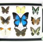 Wunderschöne Schmetterlingssammlung im Bilderrahmen mit 9 echten Schmetterlingen - A-09-ulysses-15