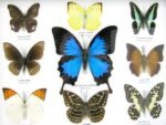 Wunderschöne Schmetterlingssammlung im Bilderrahmen mit 9 echten Schmetterlingen - A-09-ulysses-15 – Bild 4
