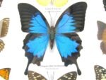 Wunderschöne Schmetterlingssammlung im Bilderrahmen mit 9 echten Schmetterlingen - A-09-ulysses-15 – Bild 5