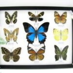 Wunderschöne Schmetterlingssammlung im Bilderrahmen mit 9 echten Schmetterlingen - A-09-ulysses-16