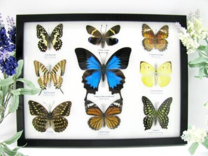 Wunderschöne Schmetterlingssammlung im Bilderrahmen mit 9 echten Schmetterlingen - A-09-ulysses-16