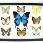 Wunderschöne Schmetterlingssammlung im Bilderrahmen mit 9 echten Schmetterlingen - A-09-ulysses-17