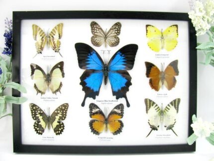 Wunderschöne Schmetterlingssammlung im Bilderrahmen mit 9 echten Schmetterlingen - A-09-ulysses-17