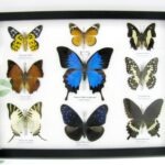Wunderschöne Schmetterlingssammlung im Bilderrahmen mit 9 echten Schmetterlingen - A-09-ulysses-18