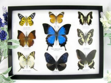 Wunderschöne Schmetterlingssammlung im Bilderrahmen mit 9 echten Schmetterlingen - A-09-ulysses-18