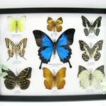 Wunderschöne Schmetterlingssammlung im Bilderrahmen mit 9 echten Schmetterlingen - A-09-ulysses-19